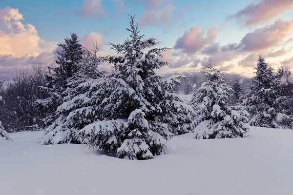 Paisaje Invernal Duro Hermosos Abetos Nevados Levantan Contra Una Zona — Foto de Stock