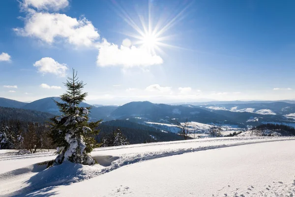 Захоплюючий Сонячний Пейзаж Зимового Лісу Розташованого Сніжному Схилі Сонячно Морозний — стокове фото