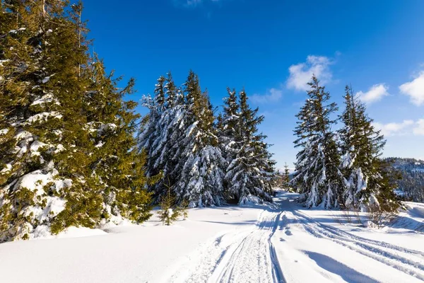 Захватывающий Солнечный Пейзаж Зимнего Леса Расположенного Снежном Склоне Солнечный Морозный — стоковое фото