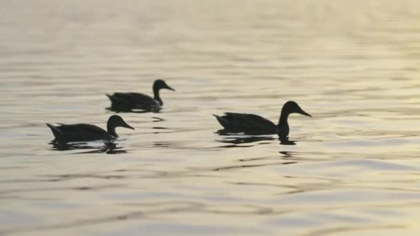 Trois canards nagent sur le lac sur fond de soleil — Video