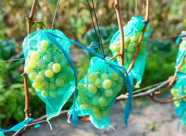 Maturare bacche di uva verde in tessuto a rete che crescono su ramo — Foto Stock
