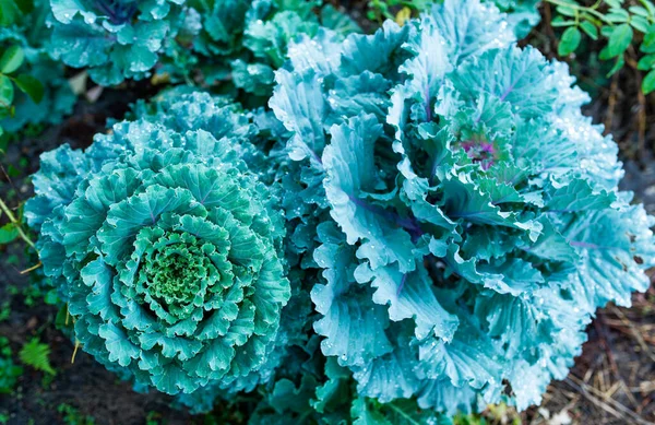 Kop van kool met brede bladeren groeiend in moestuin — Stockfoto