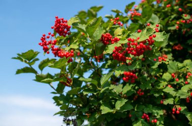Bahçedeki çalılıklarda yetişen viburnum meyveleri