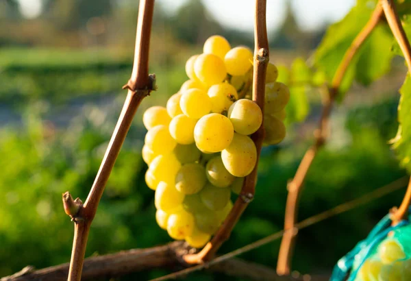 Bacche mature di uva verde che crescono su ramo in vigna — Foto Stock