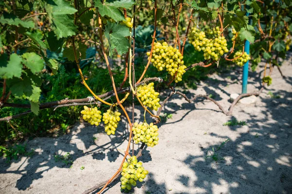 Lange druiven met trossen werpen schaduw op tuingrond — Stockfoto