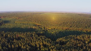 Sonbaharda nehir kıyısında renkli ağaçları olan yoğun ormanlar