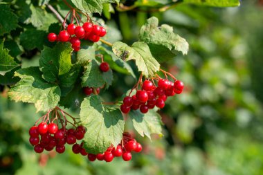 Bahçedeki çalılıklarda yetişen viburnum meyveleri