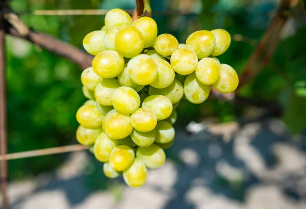 Rijpe bessen van groene druiven die groeien op takken in wijngaarden — Stockfoto