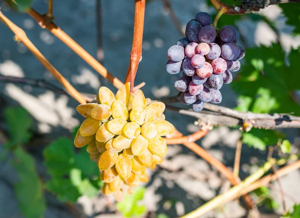 Wijnstok met rijpe blauwe druiven die groeien in wijngaarden — Stockfoto