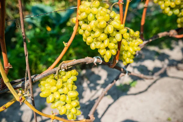 Vitigni lunghi con grappoli gettati ombra sul terreno del giardino — Foto Stock