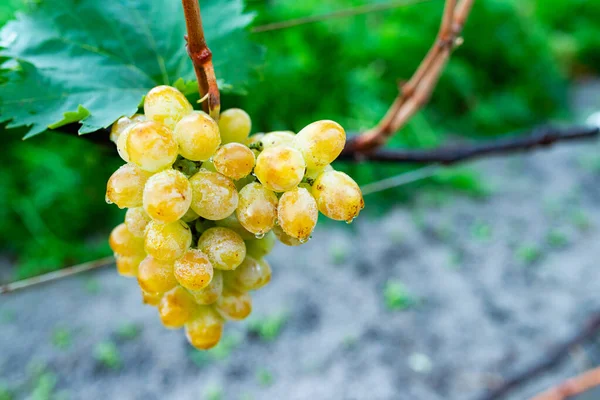 Rijpe bessen van groene druiven die groeien op takken in wijngaarden — Stockfoto