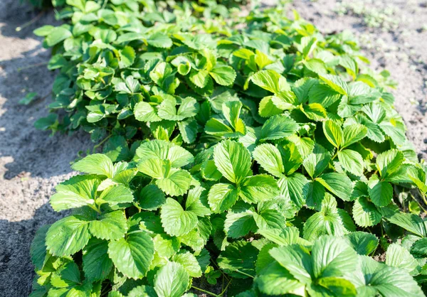 Green leaves of strawberry bushes growing on ground bed — Stock Photo, Image