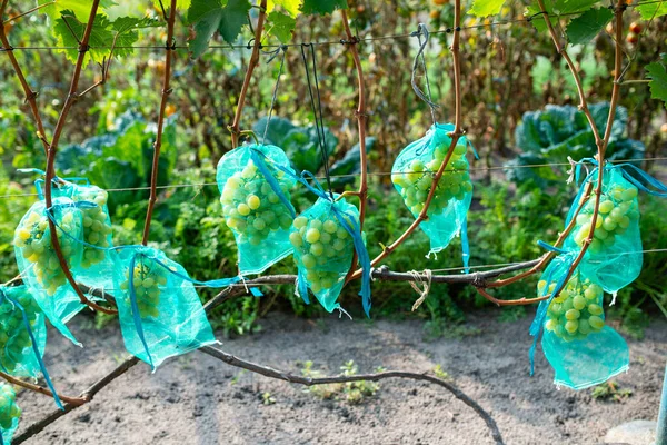 Maturare bacche di uva verde in tessuto a rete che crescono su ramo — Foto Stock