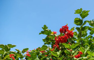 Kır bahçesindeki geniş yeşil yaprakların arasında büyüyen parlak kırmızı viburnum üzümü sürüleri yaz güneşinin yakın çekimlerinde