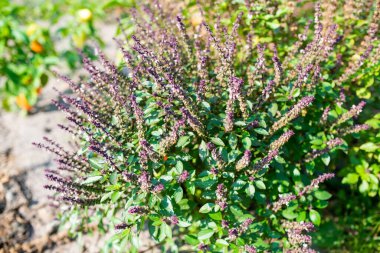 Parlak güneş ışığı altında bahçenin zemininde yetişen canlı yeşil yapraklı çalılar çoktan toplanmış çilekler.