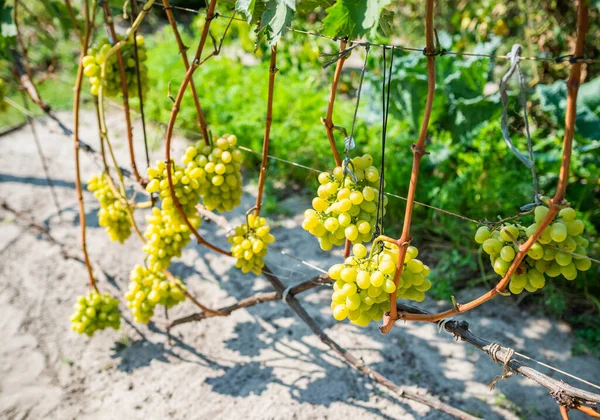 Dunne Lange Druiven Met Trossen Groene Druiven Werpen Schaduwen Grond — Stockfoto