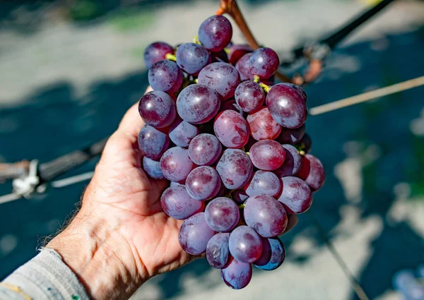 Hand Van Oude Tuinman Houdt Cluster Van Rijpe Blauwe Druiven — Stockfoto