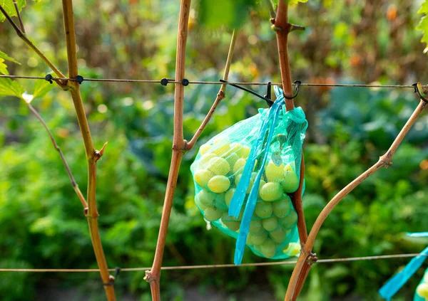Bessen Van Rijpe Groene Druiven Beschermd Met Blauwe Mesh Weefsel — Stockfoto