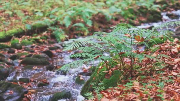 En grön gräsbuske mot bakgrund av en höstflod — Stockvideo