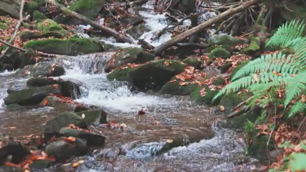 Río de montaña con hojas de otoño — Vídeos de Stock