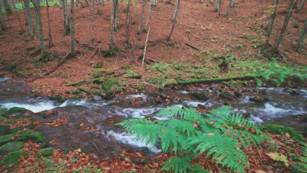 Um arbusto verde de grama no fundo de um rio de montanha de outono — Vídeo de Stock