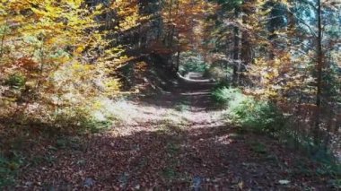 Ormanın insansız hava aracı uçuşu ve Ukrayna dağlarında yapraklarla kaplı bir patikadan çekim yapmak.
