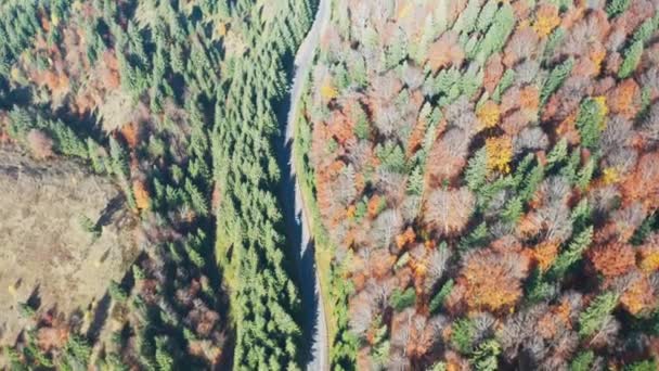 우크라 이나의 전나무 숲 속에 있는 카르파티아 산맥의 먼 거리까지 차를 몰고 가는 차들 — 비디오