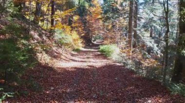 Ormanın insansız hava aracı uçuşu ve Ukrayna dağlarında yapraklarla kaplı bir patikadan çekim yapmak.