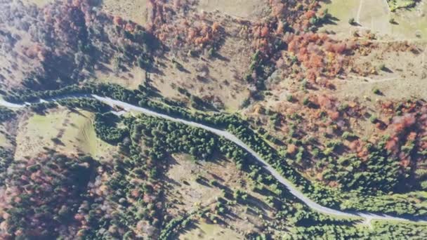 Cars drive along the highway into the distance of the Carpathian mountains in a fir forest in Ukraine — Αρχείο Βίντεο