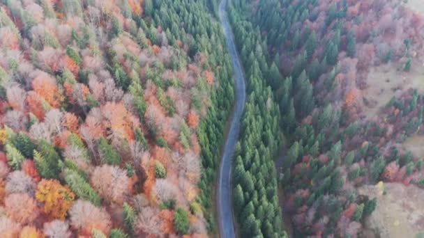 Cars drive along the highway into the distance of the Carpathian mountains in a fir forest in Ukraine — Stock Video