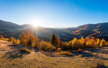 High mountains covered with coniferous forests and vivid yellowed and terracotta trees under clear blue sky at rising sun panorama view