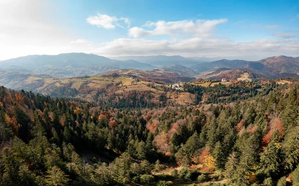 Bosque Multicolor Otoño Con Árboles Coníferas Verdes Sendero Estrecho Que — Foto de Stock