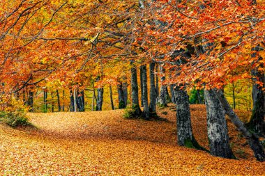 Dağ nehri vahşi taş kıyısı. Sonbaharda mavi gökyüzünün altında yüzen bulutlarla birlikte tepede yetişen renkli ağaçlara karşı akıntılar var.