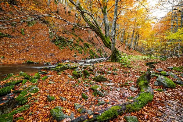 Enger Klarer Wasserlauf Fließt Herbsttag Durch Wilden Wald Vorbei Trockenen — Stockfoto