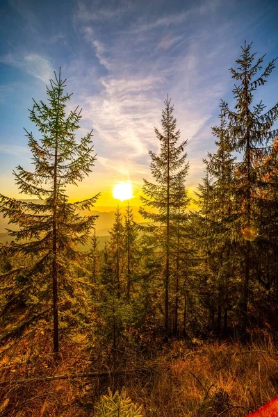 Хвойні Багатовікові Сосни Ростуть Високогір Тлі Далеких Гігантських Лісових Гір — стокове фото