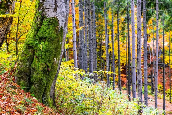 Осень Украинских Еловых Лесов Широкая Извилистая Тропа Покрытая Сухими Опавшими — стоковое фото