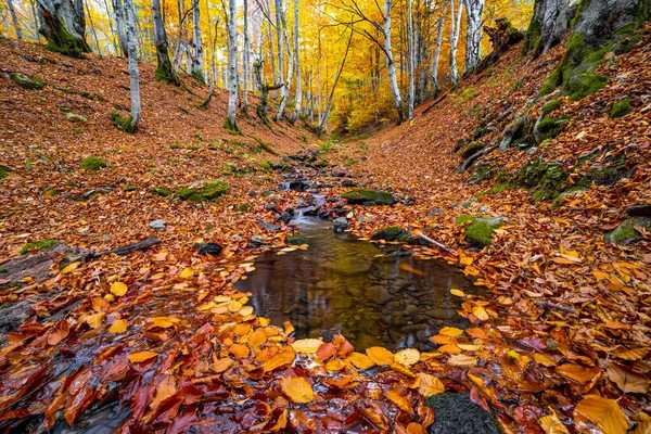 Rio Montanha Com Folhas Outono Pedras Cobertas Musgo Floresta Outono — Fotografia de Stock
