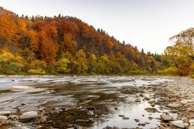 Bereketli sarı ağaçların arasındaki yüksek kayalıklar, sonbaharda açık suyla dağ nehrinin yanında yetişiyor. Mavi gökyüzü ve pembe bulutlar altında.
