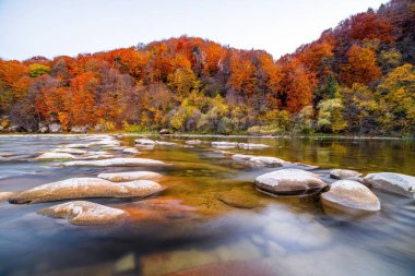 Dağ ırmağının sığ akıntıları, dik kıyılardaki sonbahar terakotta ormanları, uzun süreli çekim.