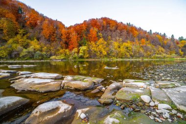 Dağ ırmağının sığ akıntıları, dik kıyılardaki sonbahar terakotta ormanları, uzun süreli çekim.