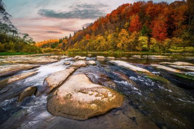 Dağ nehri vahşi taş kıyısı. Sonbaharda mavi gökyüzünün altında yüzen bulutlarla birlikte tepede yetişen renkli ağaçlara karşı akıntılar var.