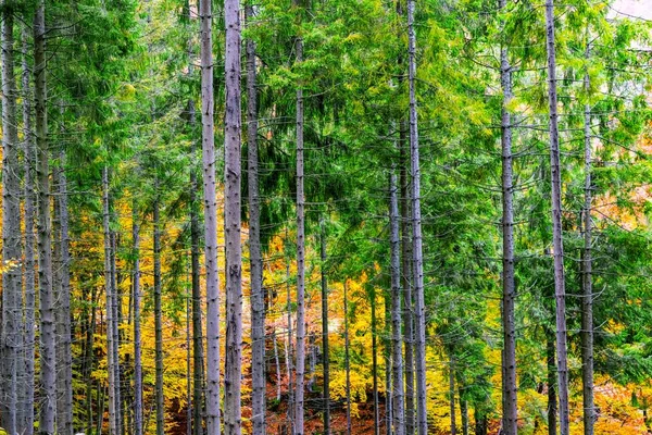 Autumn Ukrainian Spruce Forest Wide Winding Path Covered Dry Fallen — Stock Photo, Image