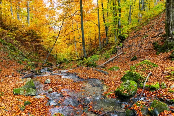 Горная Река Осенними Листьями Валунами Заросшими Мхом Осеннем Лесу Карпатских — стоковое фото