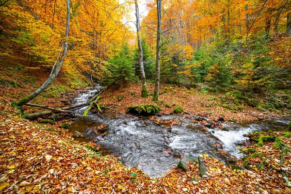 Горная Река Осенними Листьями Валунами Заросшими Мхом Осеннем Лесу Карпатских — стоковое фото