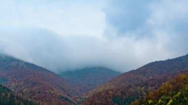 Dağlık arazi, orman tepeleri ve ağır bulutların altında çayır.