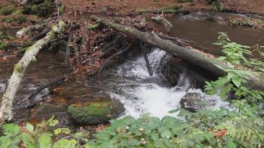 Sonbahar yapraklı dağ nehri