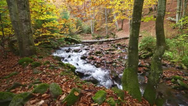 Horská řeka s podzimními poleny a listy — Stock video