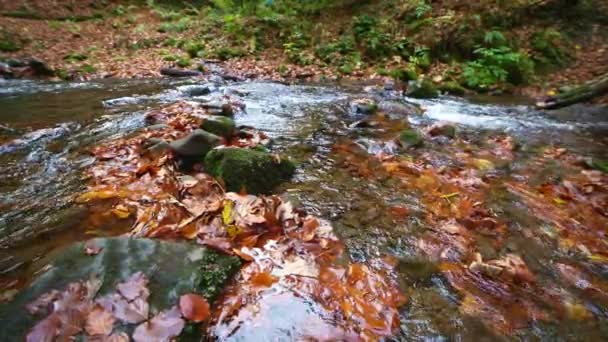Río de montaña con hojas de otoño — Vídeos de Stock