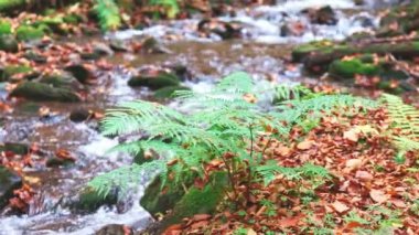 Sonbahar nehrinin arka planında yeşil bir çimen çalısı