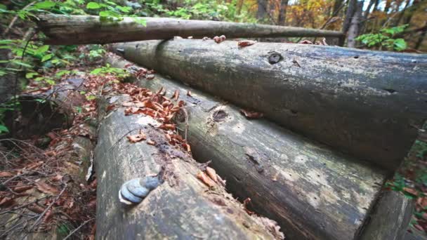 Los troncos se apilan en un claro y se esparcen con hojas en el bosque de los Cárpatos de otoño en tiempo nublado — Vídeos de Stock